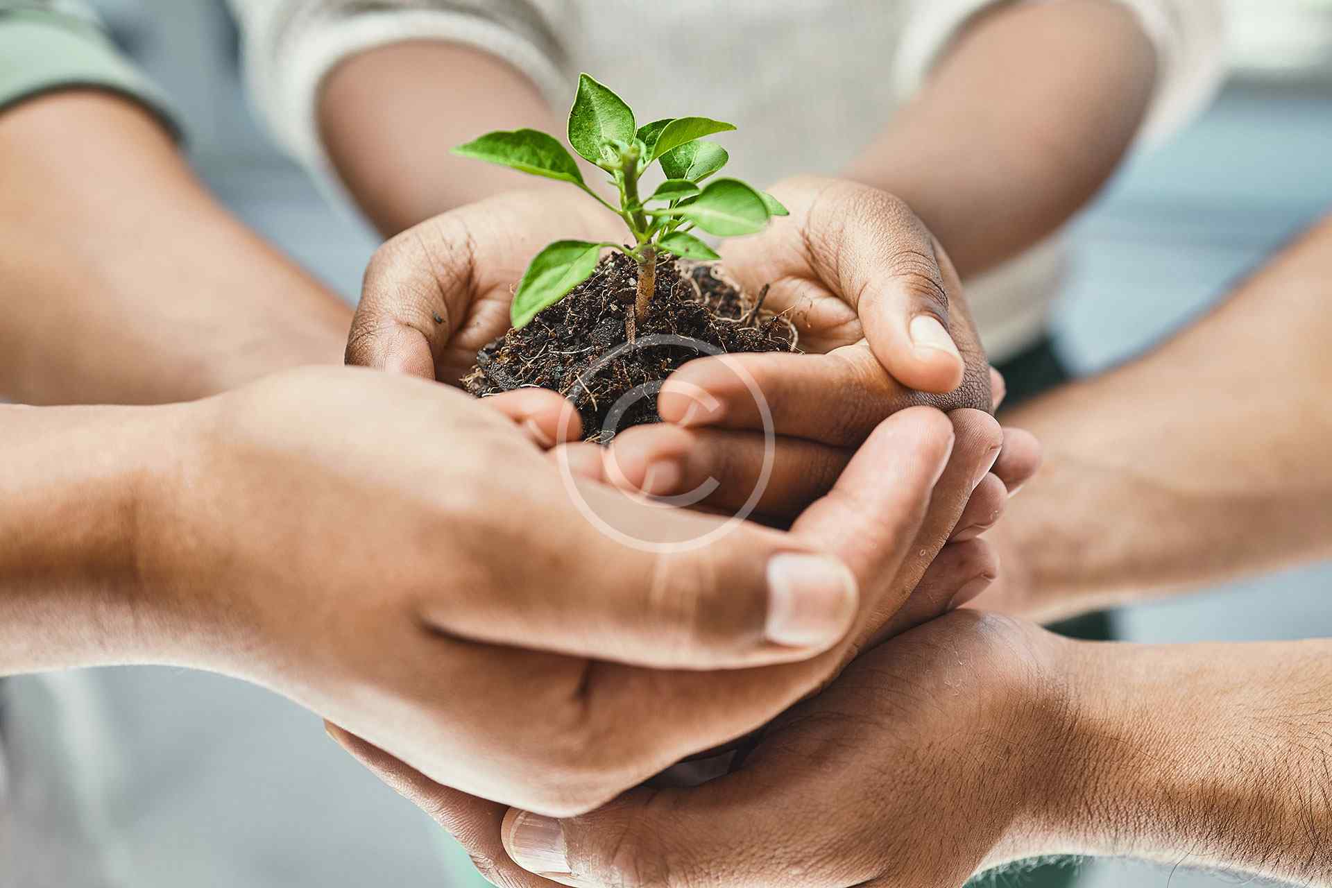 Launch & Expansion Strategy